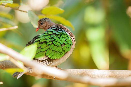 Emerald Ground Dove out in nature during the day.