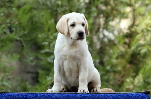 sweet little labrador puppy on a blue background