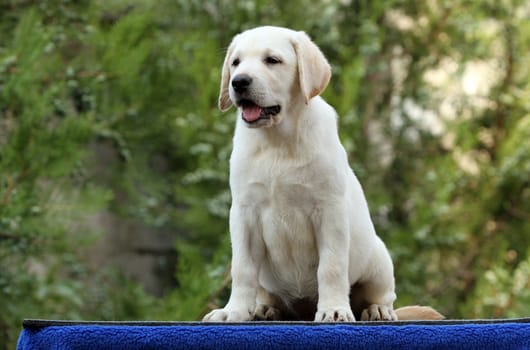 little labrador puppy on a blue background