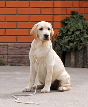 the yellow labrador sitting in the park