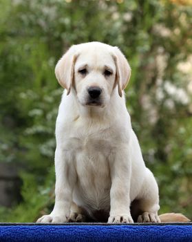 a sweet little labrador puppy on a blue background