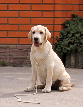 a yellow labrador sitting in the park