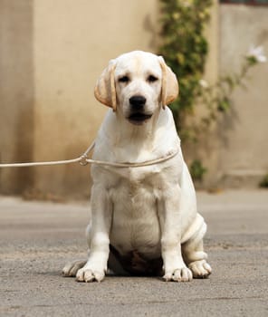 yellow labrador sitting in the park