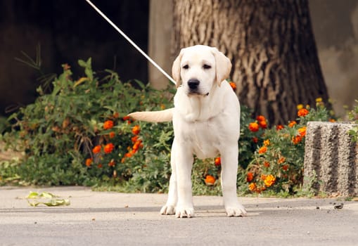 sweet yellow labrador sitting in the park