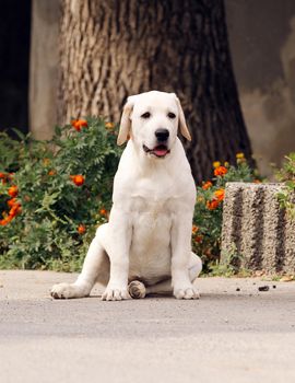 a sweet yellow labrador sitting in the park