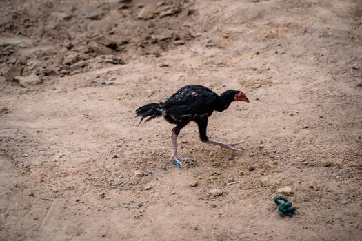 countryside chicken walking on the ground to find food on morning.