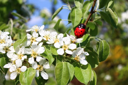 The picture shows a ladybug in the blossoming pear tree.