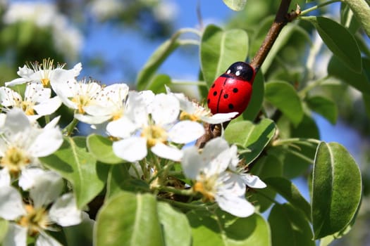 The picture shows a ladybug in the blossoming pear tree.