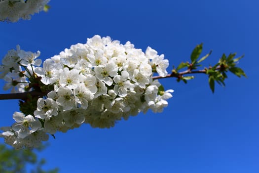 The picture shows cherry blossoms in the spring.