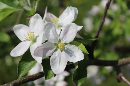 The picture shows a wonderful apple tree blossoms.