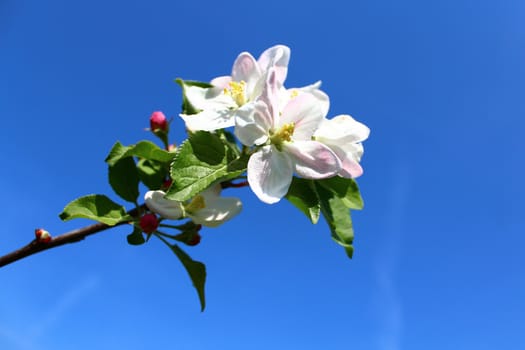 The picture shows wonderful apple tree blossoms.