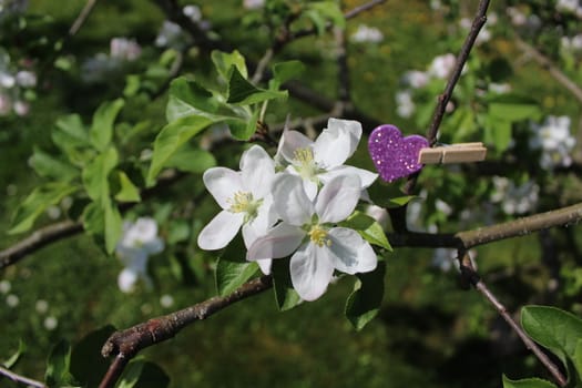 The picture shows wonderful apple tree blossoms with a heart.