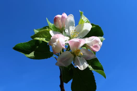 The picture shows wonderful apple tree blossoms.