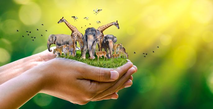 Concept Nature reserve conserve Wildlife reserve tiger Deer Global warming Food Loaf Ecology Human hands protecting the wild and wild animals tigers deer, trees in the hands green background Sun light