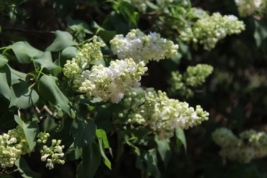The picture shows white lilac in the garden in the garden.
