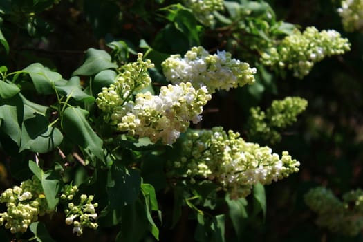 The picture shows white lilac in the garden.