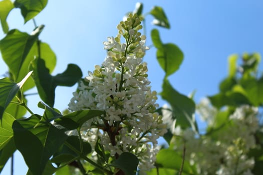 The picture shows white lilac in the garden in the spring.