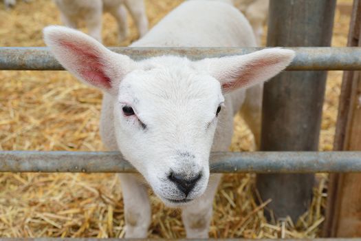 photo of an inquisitive lamb looking at the viewer