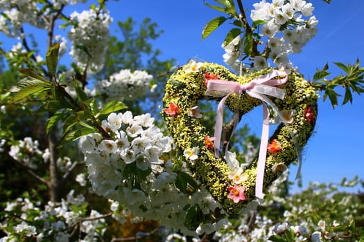 The picture shows a heart in the blossoming cherry tree.