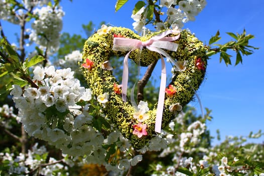 The picture shows a heart in the blossoming cherry tree.