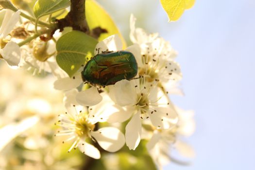 The picture shows a rose chafer in pear blossoms.