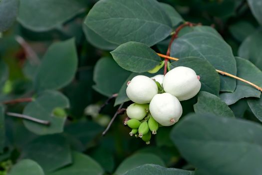 White berries of Symphoricarpos albus known as common snowberry on a bush.