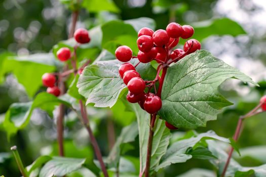 Ripe red berries of viburnum on a bush in an autumn garden.