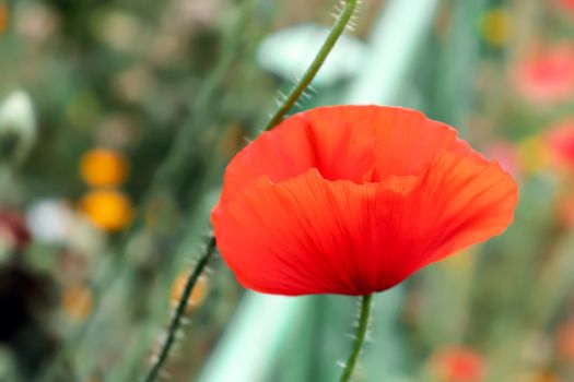 Red poppy flower on a flowerbed in the garden.