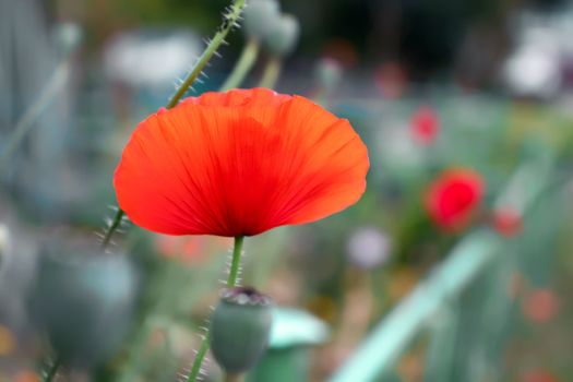 Red poppy flower on a flowerbed in the garden.