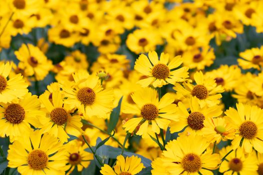 Many yellow heliopsis flowers on a flowerbed in the garden. Horizontal background, texture.