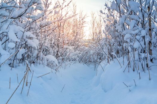 .Beautiful winter landscape. Snow-covered branches of bushes in the light of sunset.