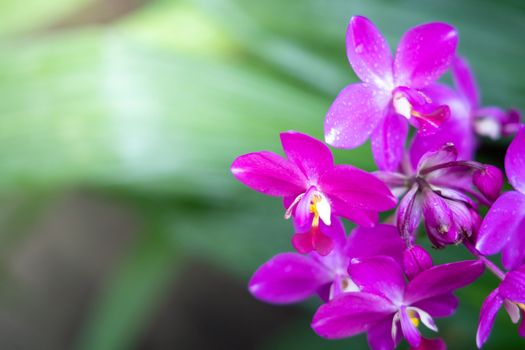 Beautiful blooming orchids in forest, On the bright sunshine