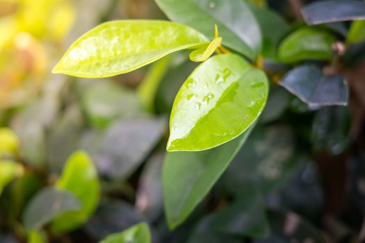 Close Up green leaf under sunlight in the garden. Natural background with copy space.