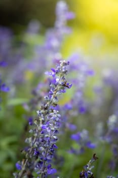 The background image of the colorful flowers, background nature