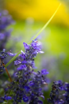 The background image of the colorful flowers, background nature