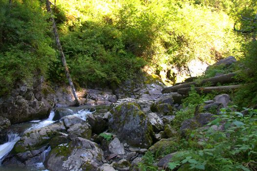 A shallow mountain river flows through the forest, a bed littered with stones and trunks of dumped trees. Altai, Siberia, Russia.