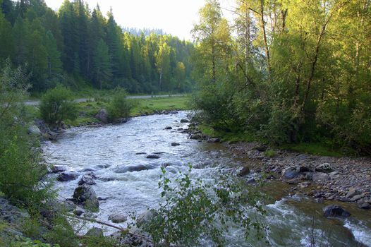 Morning view of a small mountain river flowing through the forest. Altai, Siberia, Russia.