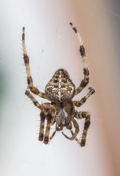 Araneus Diadematus: a spider with yellow and black colors typical of European gardens, a small to medium sized spider that lives in the gardens of southern Europe