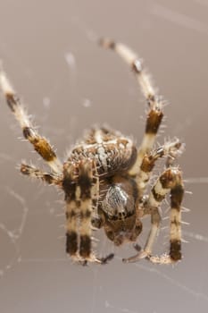 Araneus Diadematus: a spider with yellow and black colors typical of European gardens, a small to medium sized spider that lives in the gardens of southern Europe