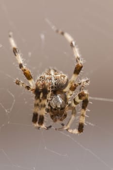 Araneus Diadematus: a spider with yellow and black colors typical of European gardens, a small to medium sized spider that lives in the gardens of southern Europe