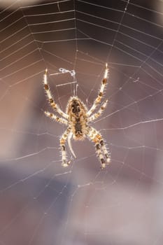 Araneus Diadematus: a spider with yellow and black colors typical of European gardens, a small to medium sized spider that lives in the gardens of southern Europe