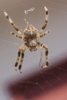 Araneus Diadematus: a spider with yellow and black colors typical of European gardens, a small to medium sized spider that lives in the gardens of southern Europe