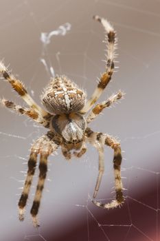 Araneus Diadematus: a spider with yellow and black colors typical of European gardens, a small to medium sized spider that lives in the gardens of southern Europe