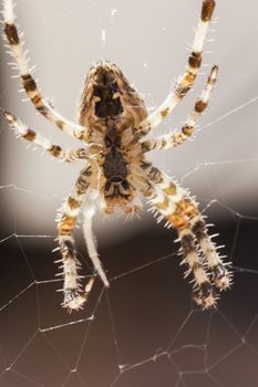 Araneus Diadematus: a spider with yellow and black colors typical of European gardens, a small to medium sized spider that lives in the gardens of southern Europe