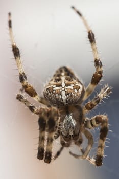 Araneus Diadematus: a spider with yellow and black colors typical of European gardens, a small to medium sized spider that lives in the gardens of southern Europe