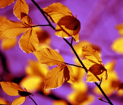 Autumn leaves over a purple sky