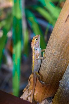 Brown Gecko, Scincidae, Lizard, Chameleon, Railay beach west Ao Nang Krabi Thailand
