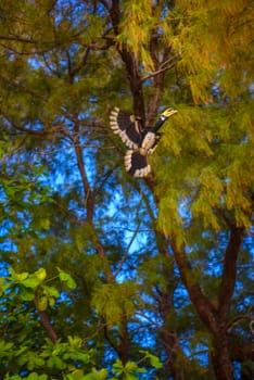 Hornbill bird (Bucerotida) flying among trees, Railay beach west, Ao Nang, Krabi, Thailand