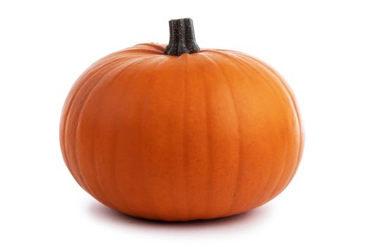 One perfect orange pumpkin isolated on white background , Halloween concept