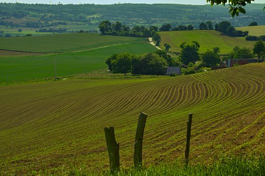 Agricultural field with small corns growing